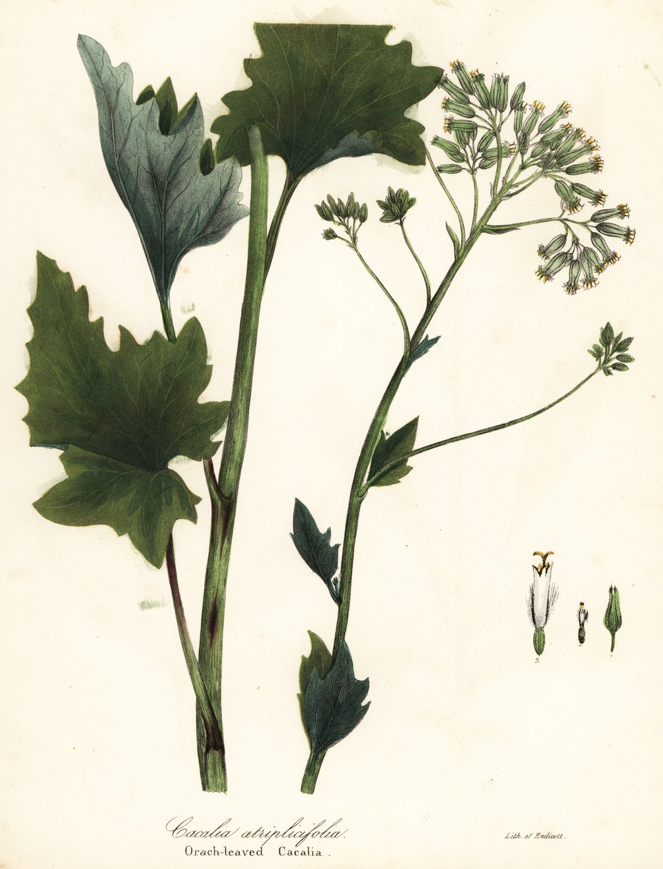 淡印度车前草、Arnoglossum atriplicifolium（橙叶 cacalia、Cacalia atriplicifolia） 作者 恩迪科特恩迪科特