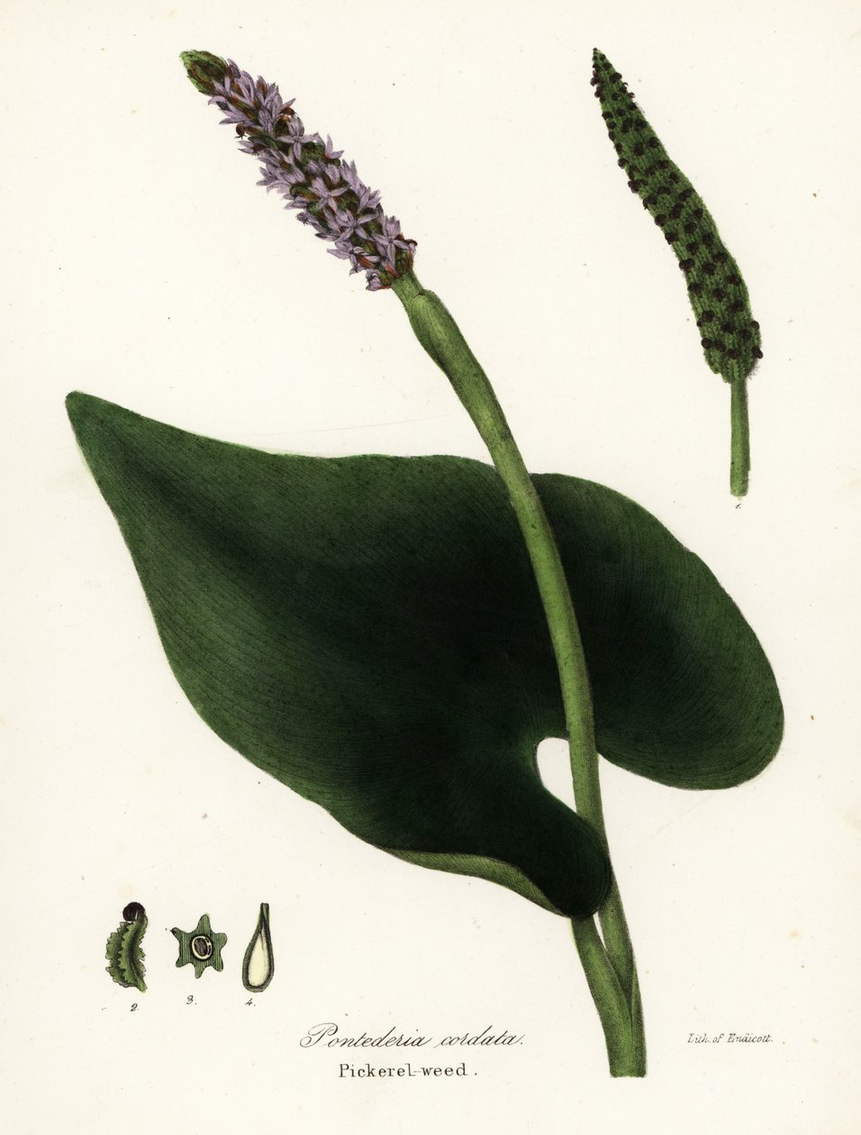 梭梭草，Pontederia cordata 作者 恩迪科特恩迪科特