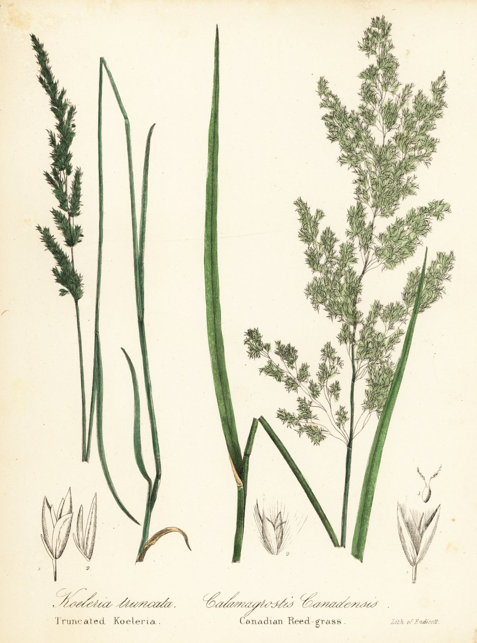 草原蟛蜞菊（Sphenopholis obtusata）和加拿大芦苇草（Calamagrostis canadensis 作者 恩迪科特恩迪科特