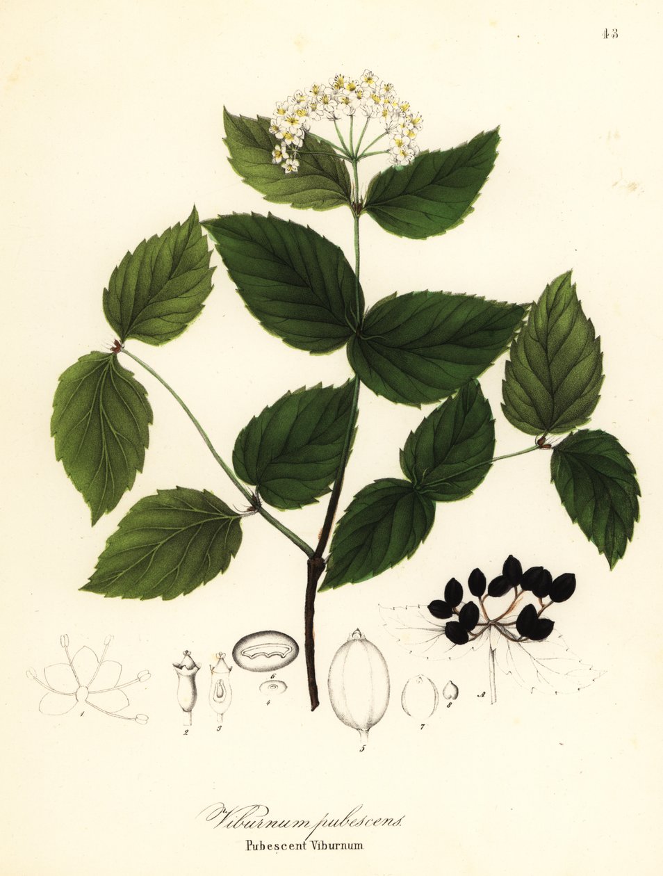 阴毛荚蒾，Viburnum pubescens 作者 恩迪科特恩迪科特