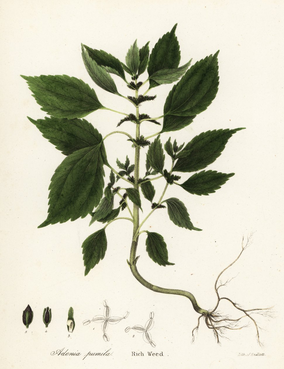 富贵草，Adenia pumila（Collinsonia canadensis？） 作者 恩迪科特恩迪科特
