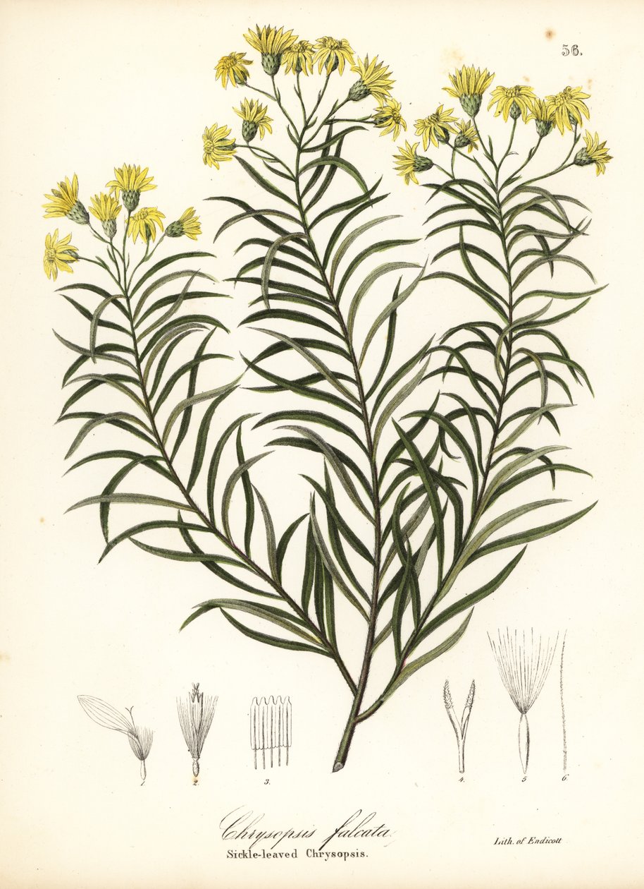 镰叶金丝草或镰叶金光菊（Pityopsis falcata）（镰叶金丝草，Chrysopsis falcata）。 作者 恩迪科特恩迪科特