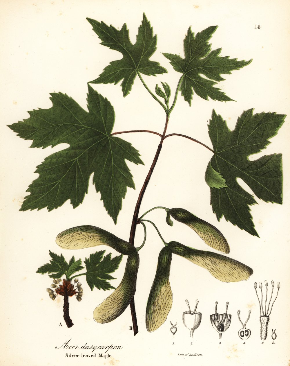 银枫，Acer saccharinum（银叶槭，Acer dasycarpum） 作者 恩迪科特恩迪科特