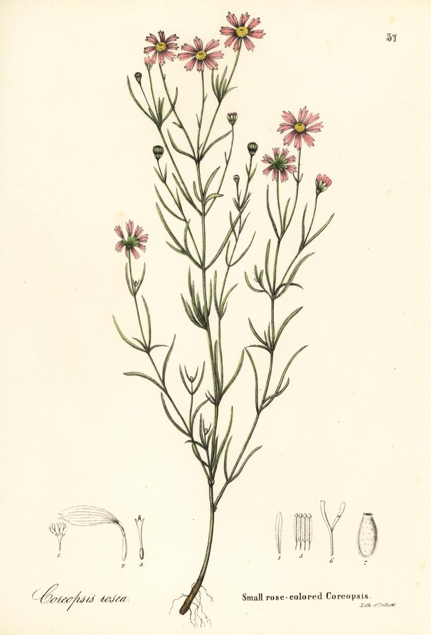 小玫瑰色蝶形花，Coreopsis rosea 作者 恩迪科特恩迪科特
