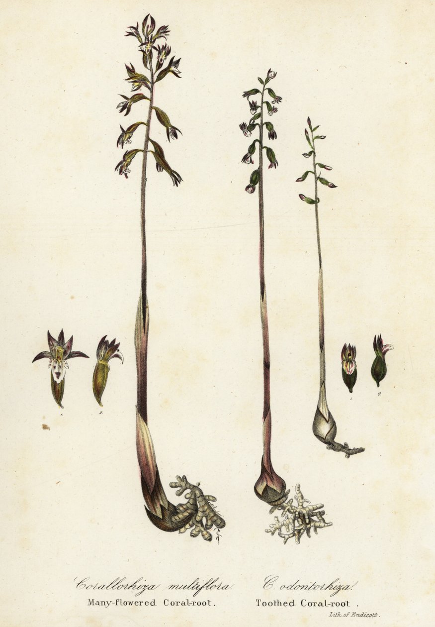 斑点珊瑚根、Corallorhiza maculata 和秋珊瑚根、Corallorhiza odontorhiza（多花珊瑚根、Corallorhiza multiflora 和齿状珊瑚根，C 作者 恩迪科特恩迪科特