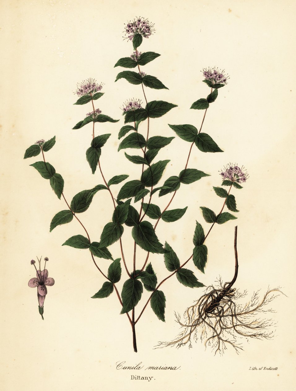 石生薄荷、霜生薄荷、连翘和美洲连翘，Cunila origanoides (Cunila mariana) 作者 恩迪科特恩迪科特