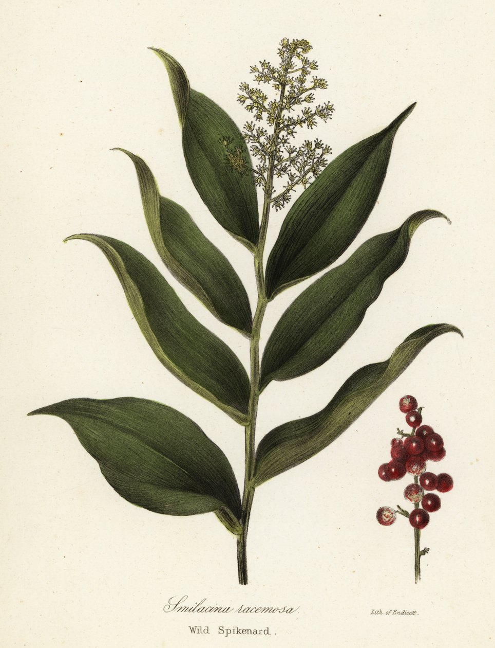 仙客来，Maianthemum racemosum（野生仙客来，Smilacina racemosa） 作者 恩迪科特恩迪科特