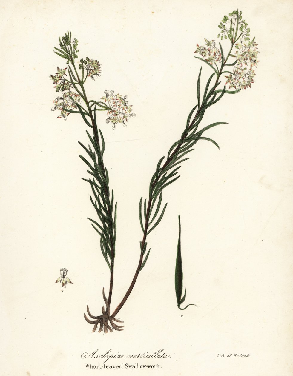 轮生马利筋、东方轮生马利筋、马尾马利筋或轮生马利筋、Asclepias verticillata 作者 恩迪科特恩迪科特