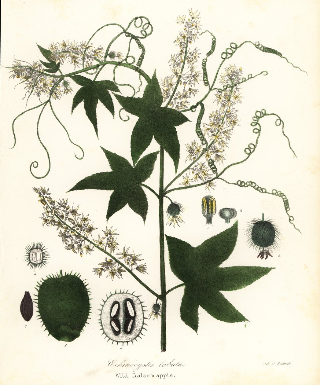 野生黄瓜、刺黄瓜、刺黄瓜或野生苦瓜、Echinocystis lobata 作者 恩迪科特恩迪科特