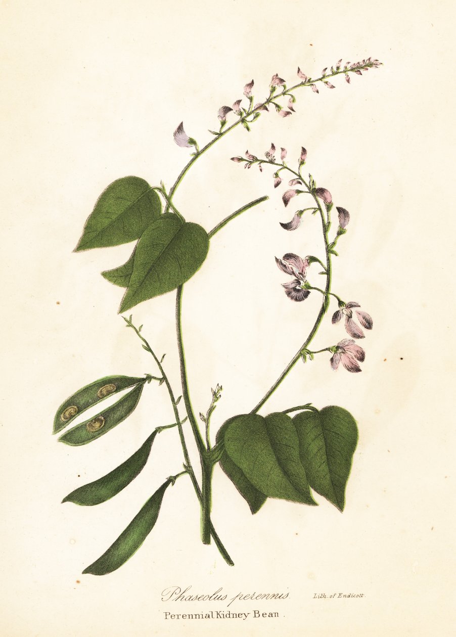 野生芸豆，Phaseolus polystachios（多年生芸豆，Phaseolus perennis） 作者 恩迪科特恩迪科特