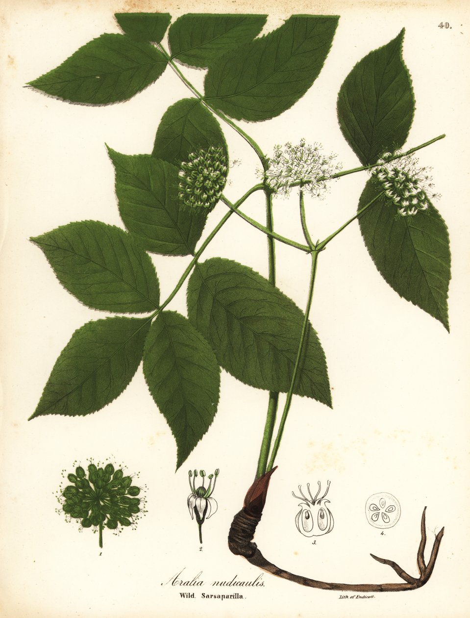 野生菝葜，Aralia nudicaulis 作者 恩迪科特恩迪科特