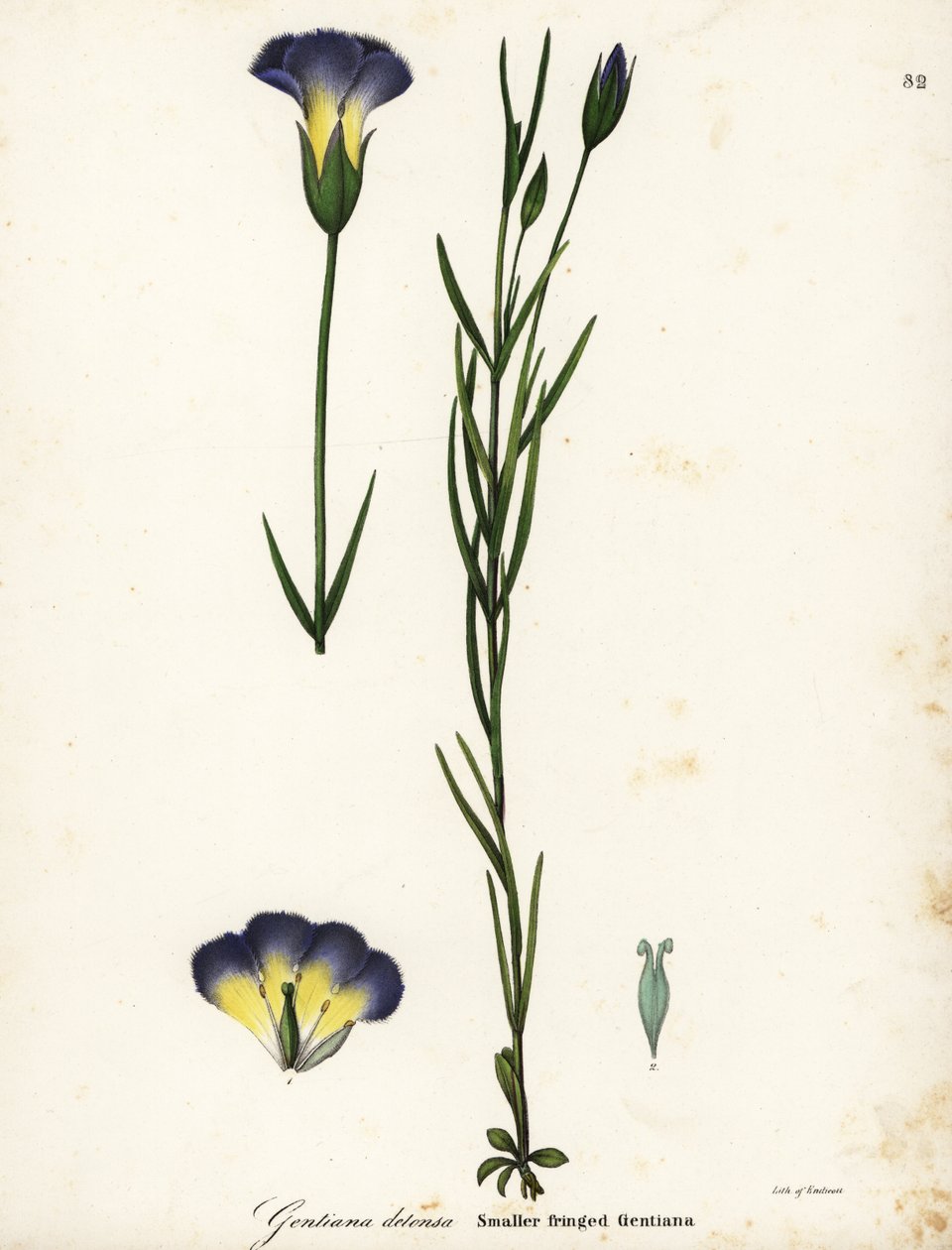 风车流苏龙胆，Gentianopsis detonsa（小流苏龙胆，Gentiana detonsa） 作者 恩迪科特恩迪科特