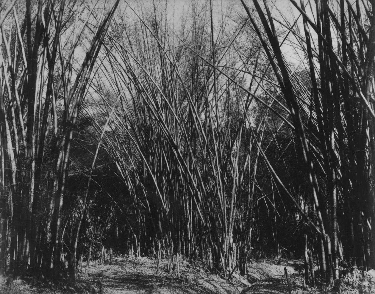 Bamboo Clump，Trinidad，c.1891 作者 英国摄影师