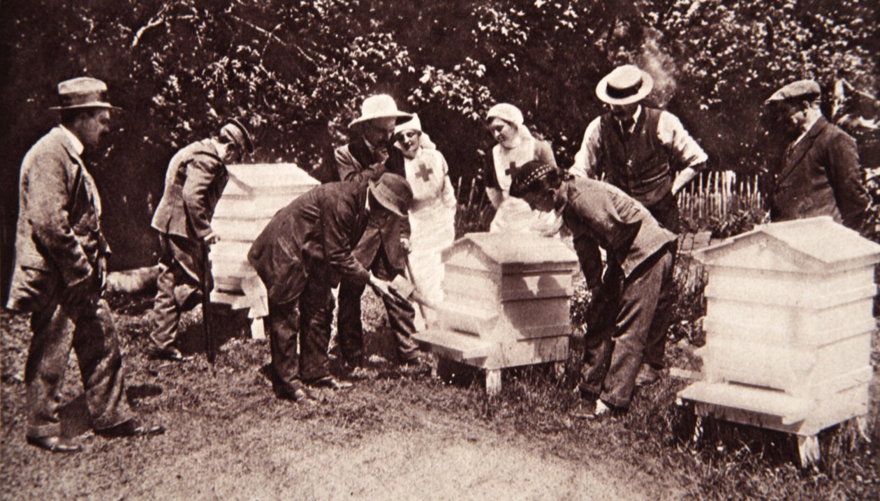 在Eglintons勋爵计划下的养蜂指导：熏蒸，来自“画报”战争新闻，1916年7月5日（棕褐色照片） 作者 英国摄影师