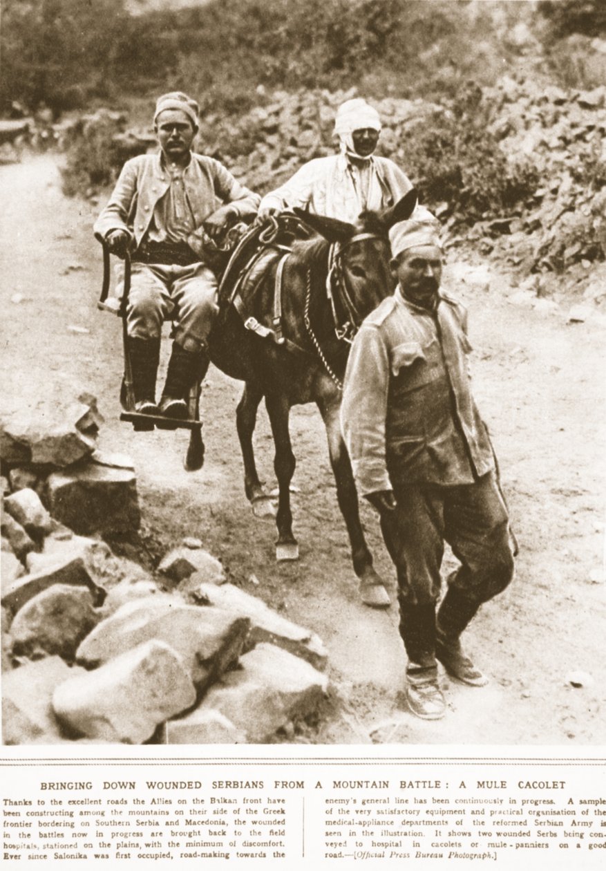 从山地战争中击落受伤的塞尔维亚人：骡子棺材，1916年9月“插图战争新闻”中的插图（棕褐色照片） 作者 英国摄影师
