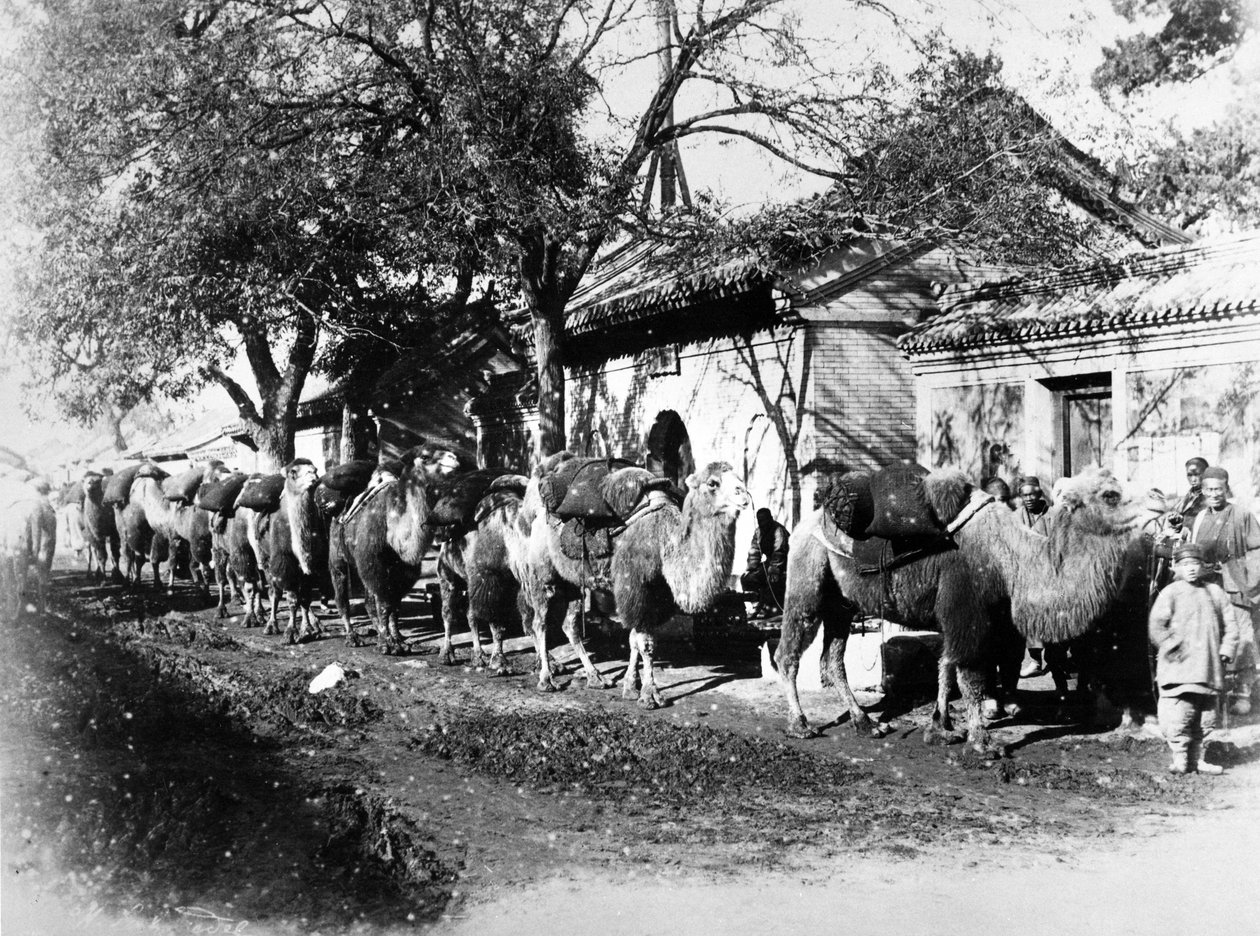 北京郊区的骆驼大篷车，1875年 作者 英国摄影师