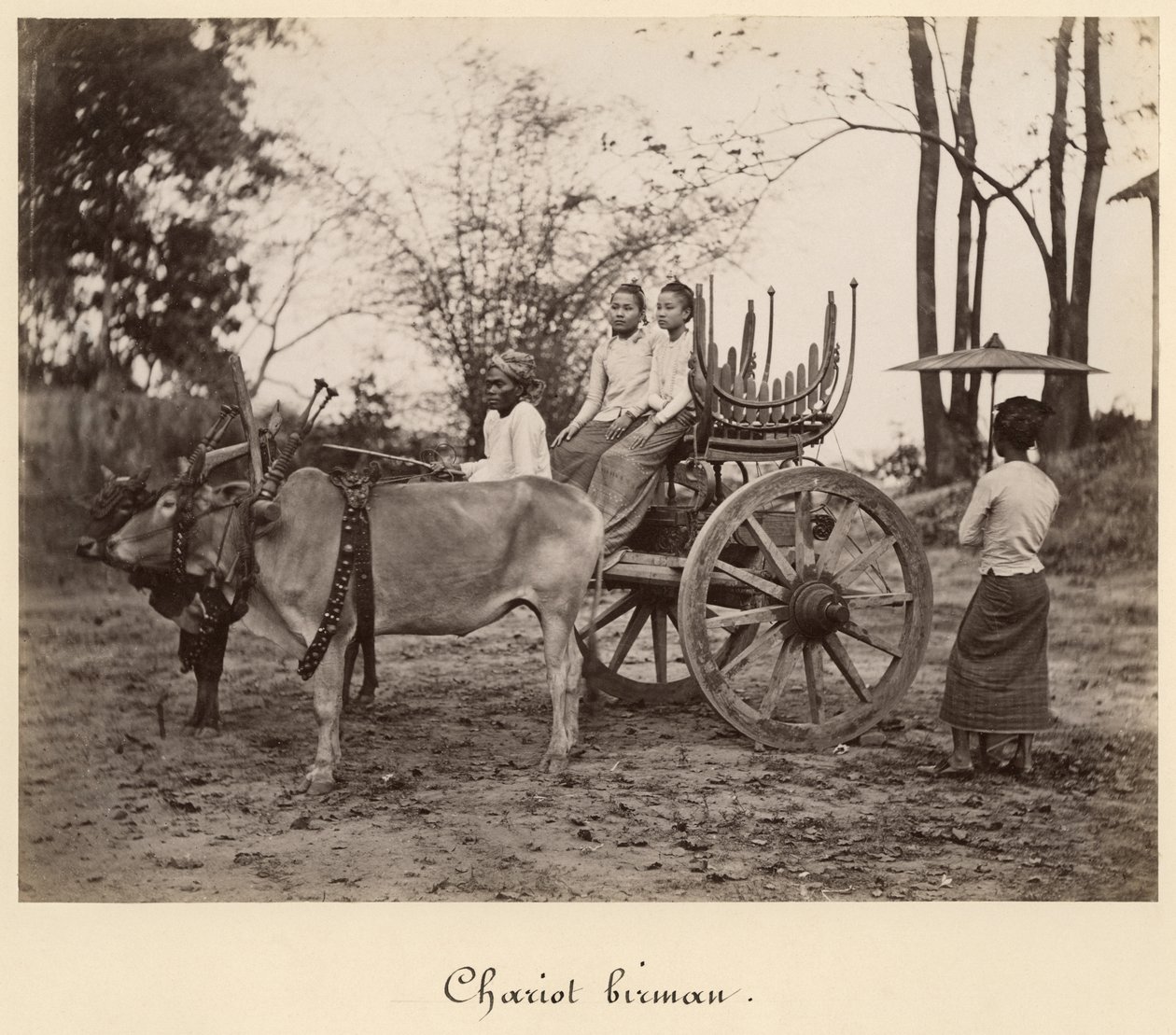 购物车在缅甸曼德勒（Mandalay）的两头牛被拉下来，1885年（蛋白质从玻璃底片印刷） 作者 英国摄影师