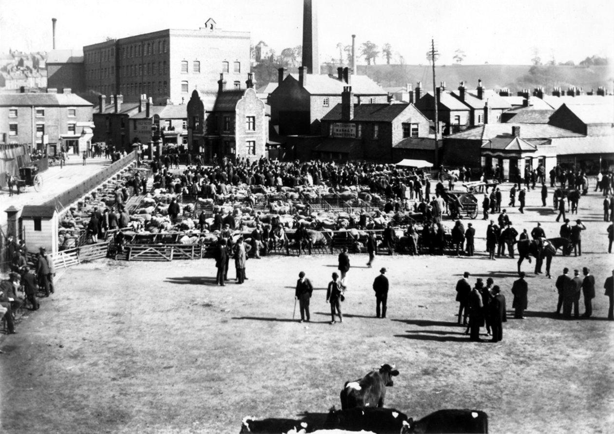 牛和批发市场，Kidderminster，1900年 作者 英国摄影师
