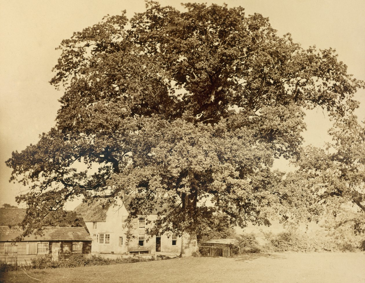 橡木（夏季），Friars Oak，克莱顿，苏塞克斯，1860年，（蛋白质印迹来自湿火山胶片） 作者 英国摄影师