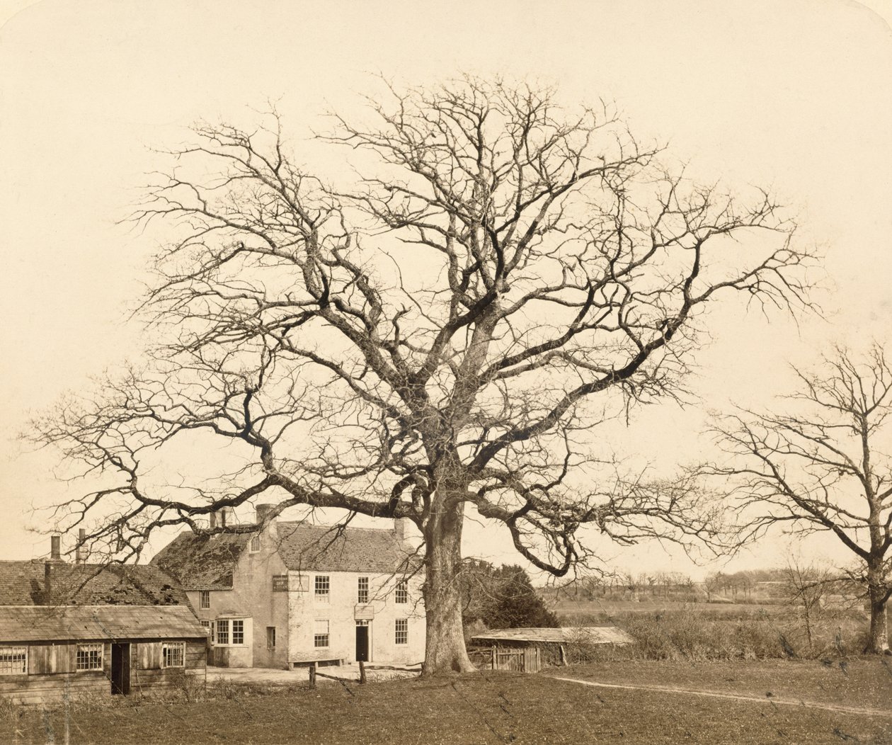 橡木（冬季）Friars Oak，Clayton，Sussex，1860，（蛋白质印刷从湿胶棉负片） 作者 英国摄影师