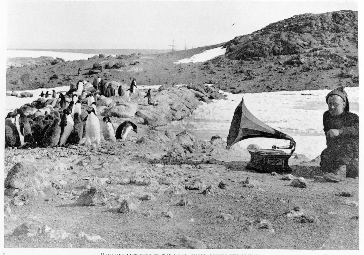 Shackleton（1874-1922）发表于1909年的Shackleton（1874-1922）南极探险队在Shackletons 1907-09南极探险期间听取留声机的企鹅 作者 英国摄影师