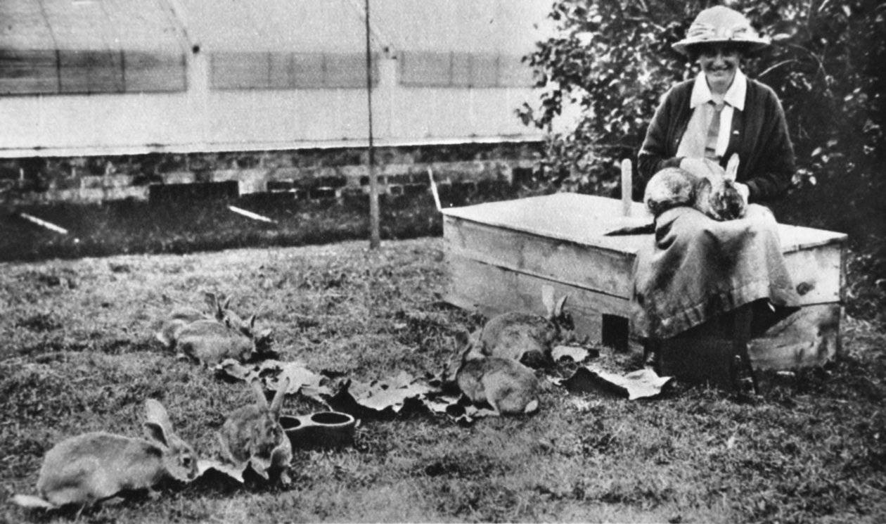 风景如画的战争：Cornelia Lady Wimbornes rabbitry，来自The Illustrated War News，1916年7月5日 作者 英国摄影师