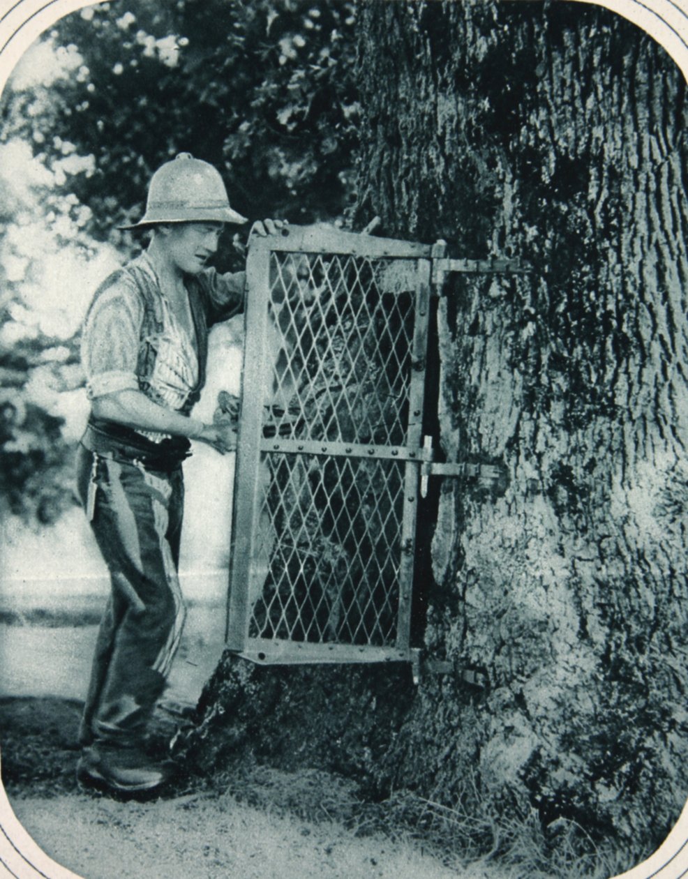 汤米的聪明才智：一棵空心的树作为肉食安全，1916年9月27日的“画报”战争新闻插图 作者 英国摄影师