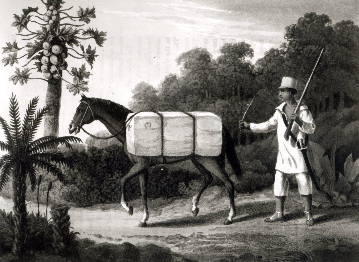 来自&39;巴西旅行&39;的棉花载体，1819年（bw print） 作者 英语学校