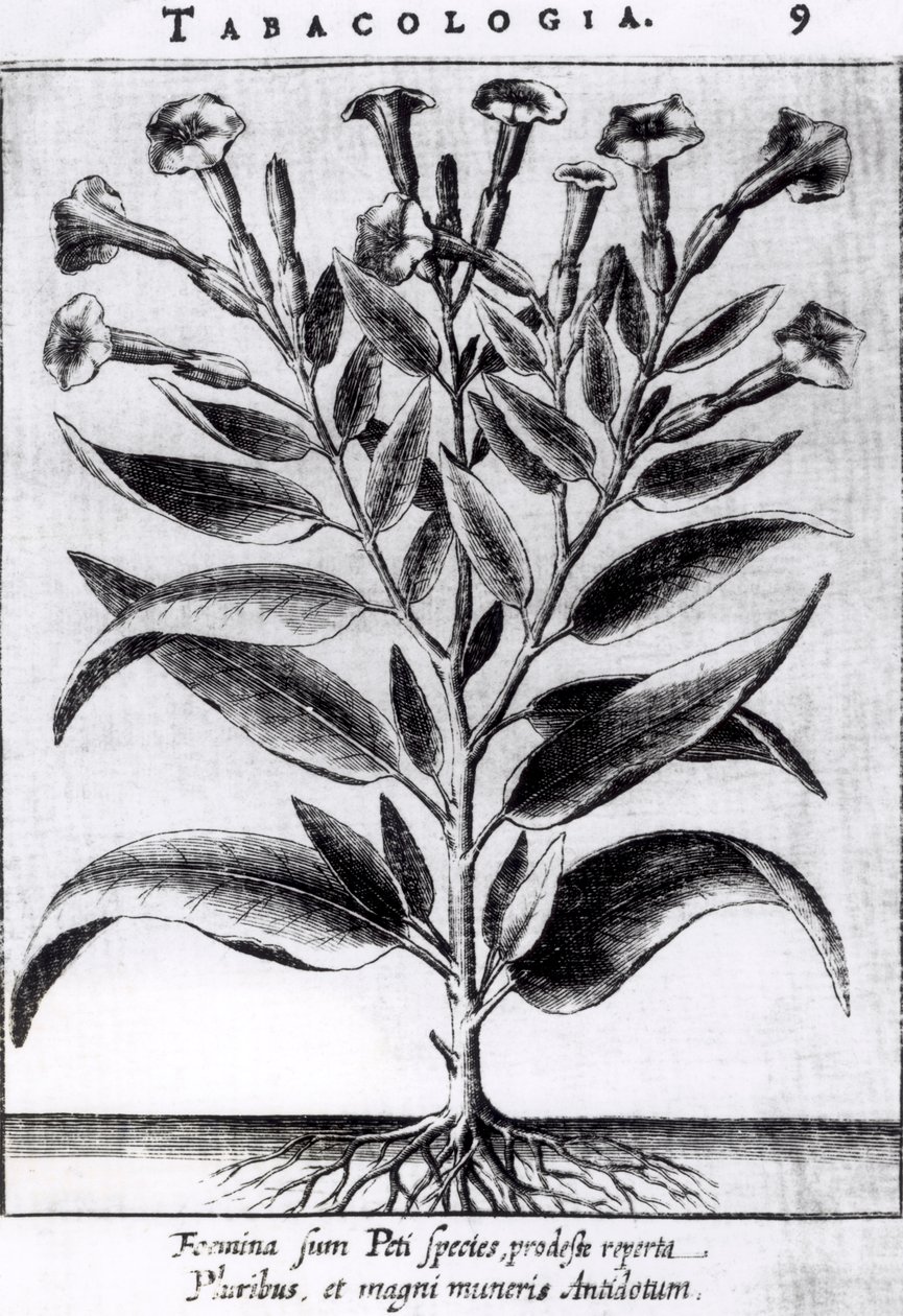 烟草植物，1622年 作者 英语学校