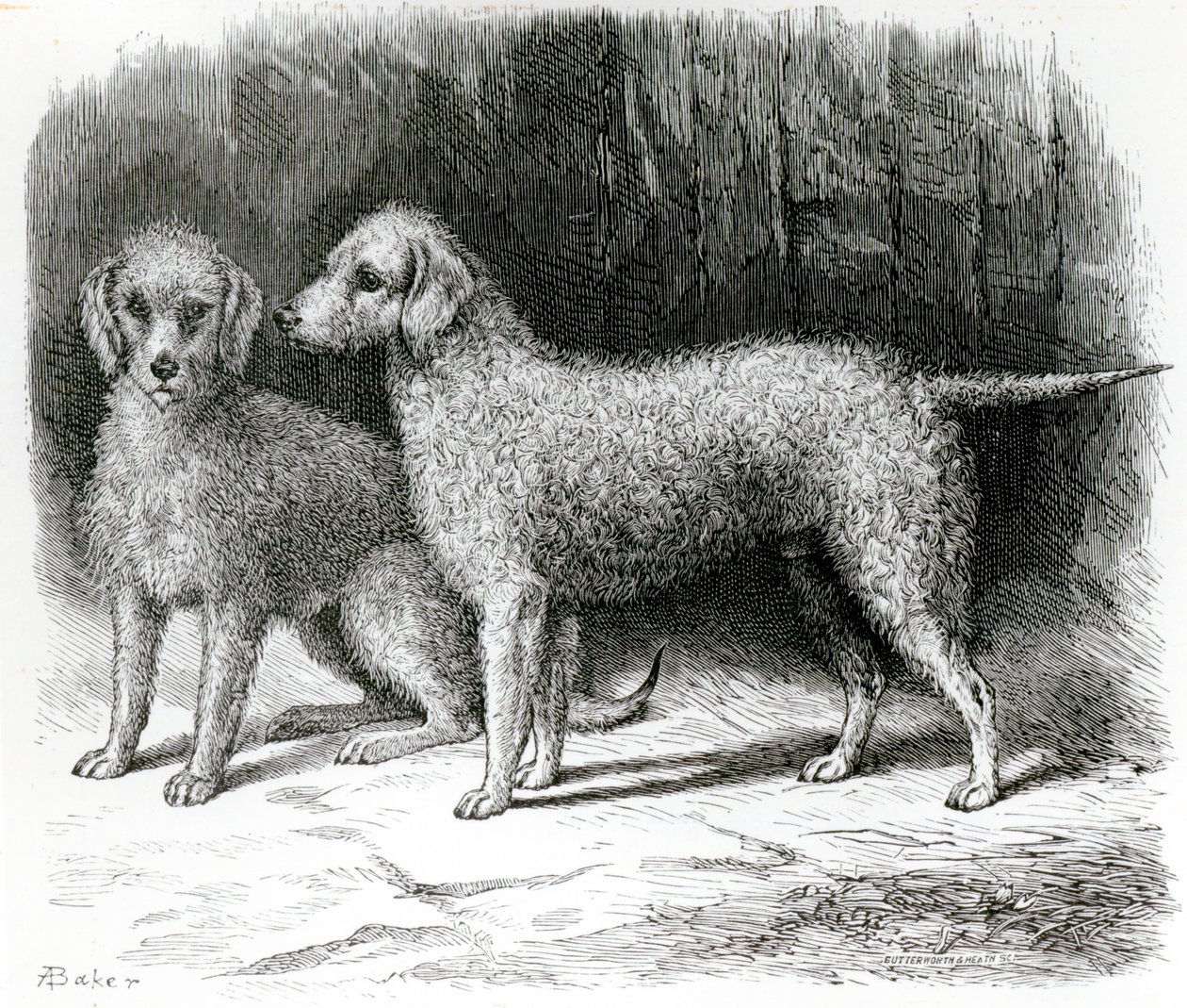 Bedlington Terriers- F. Armstrong先生的&39;Rosebud&39;和A. Armstrong先生的&39;Nailor&39; 作者 英语学校