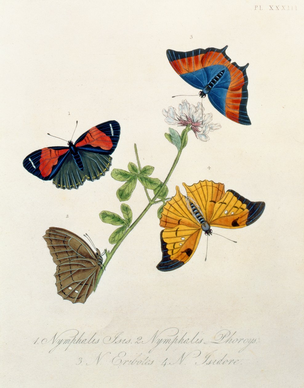 蝴蝶，来自爱德华多诺万的印度昆虫（1768-1837） 作者 英语学校