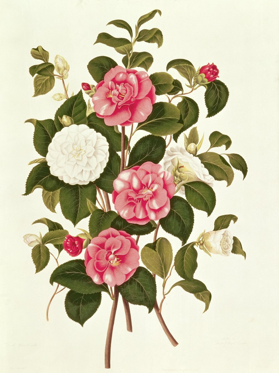 来自山茶花属的A Monograph的山茶花（双白色和条纹）（彩色石版画） 作者 英语学校