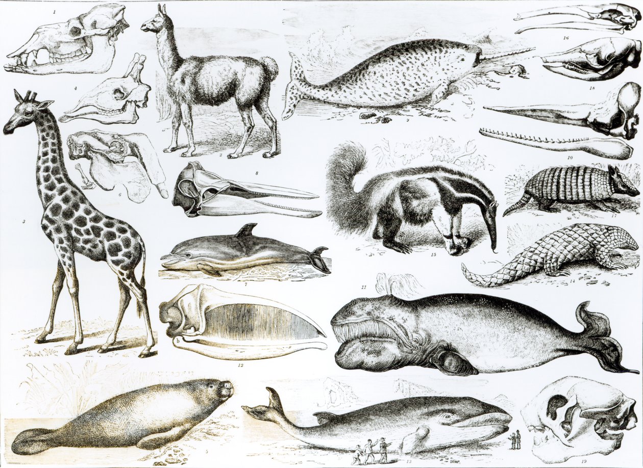 Cetacea Edentata 作者 英语学校