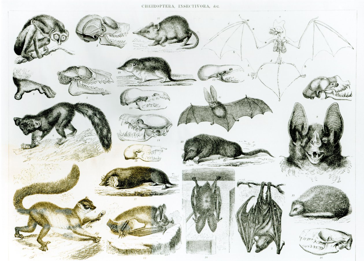 Cheyroptera，Insectivora 作者 英语学校