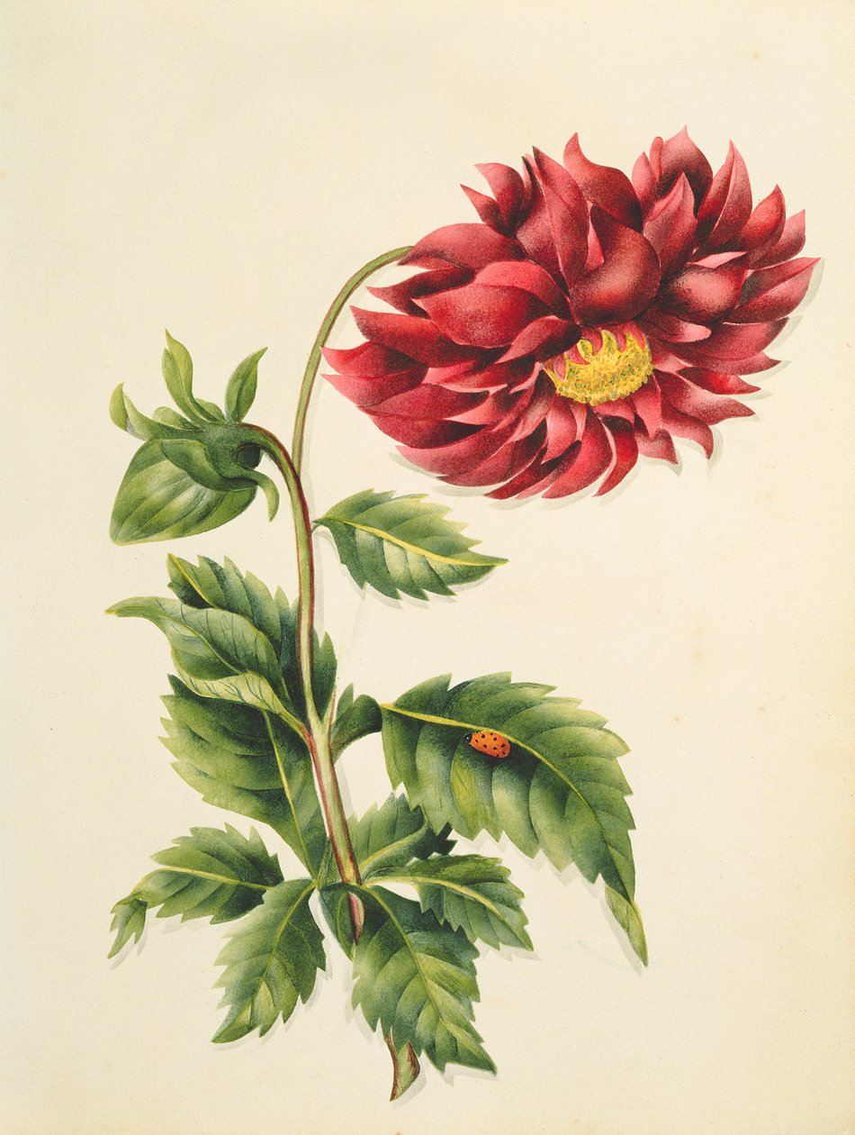 菊花，来自Flowers，英国植物手稿，1840（wc） 作者 英语学校