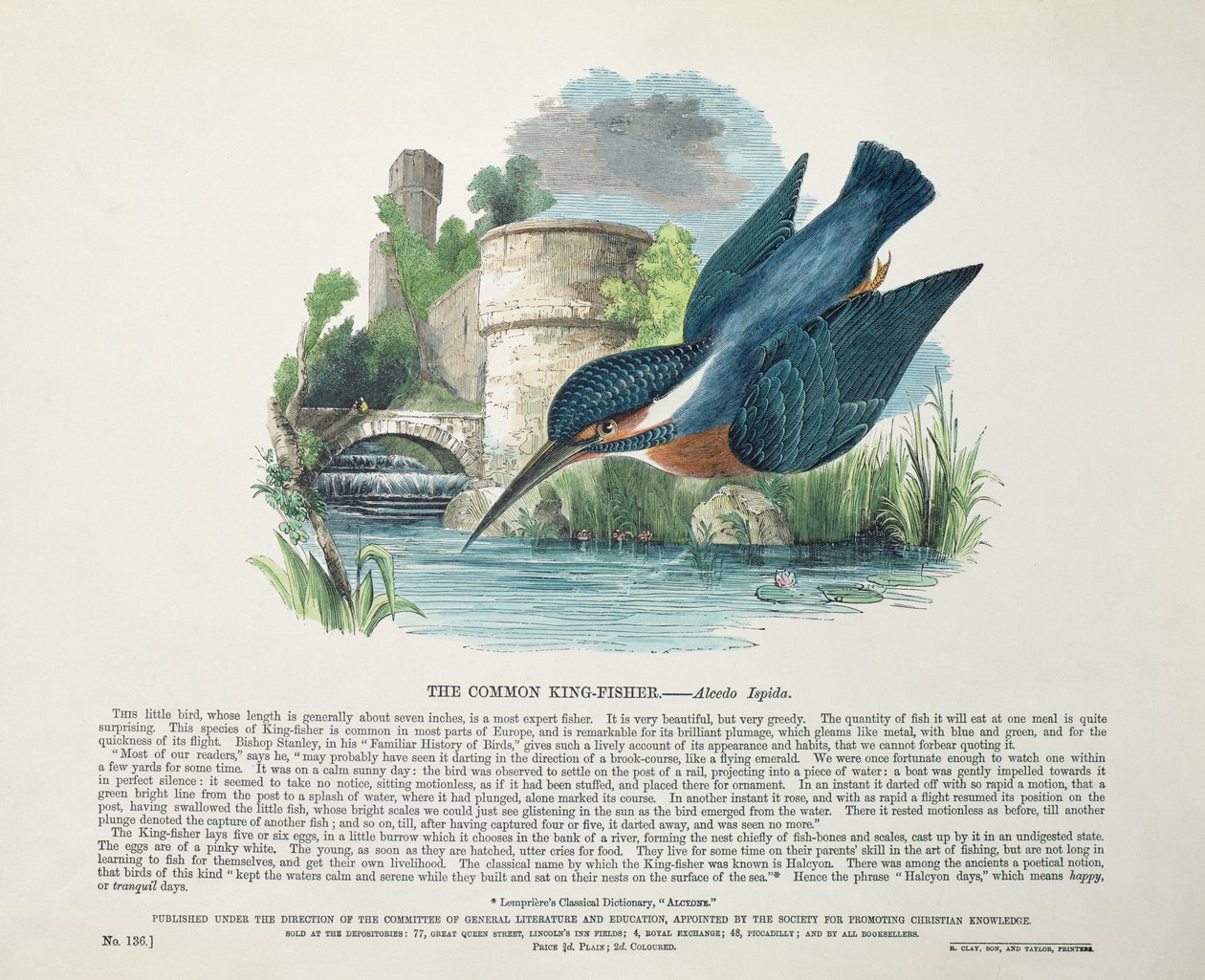 普通翠鸟（Alcedo Ispida） 作者 英语学校