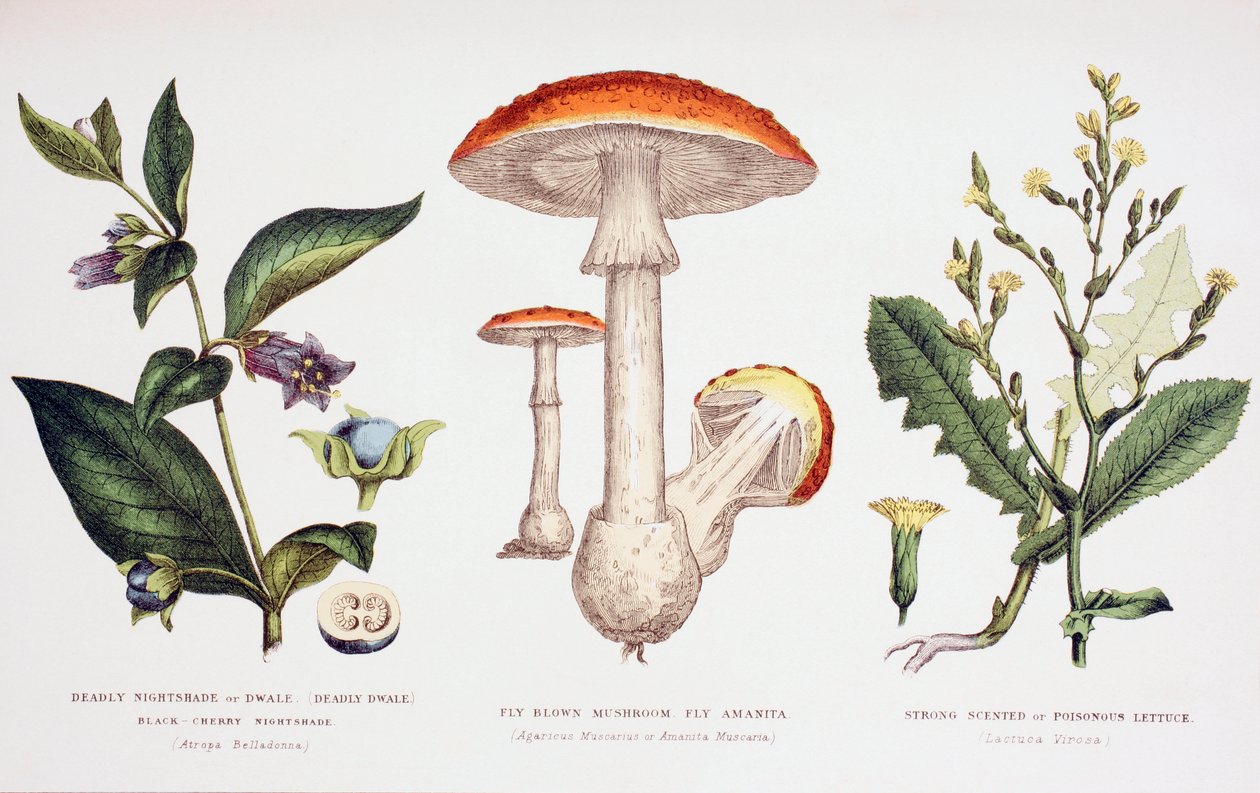 常见的有毒植物，1890年 作者 英语学校