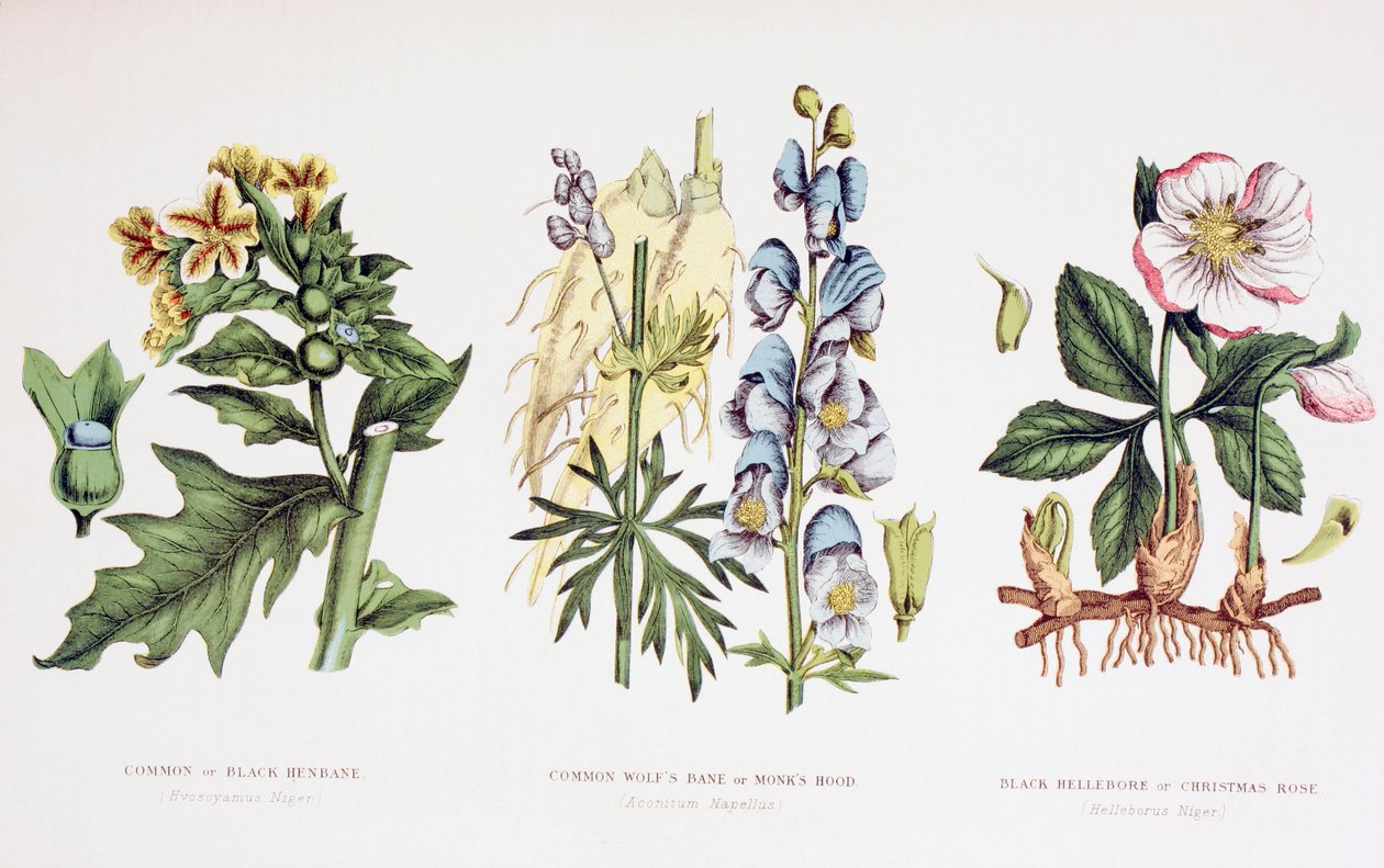 常见的有毒植物，1890年 作者 英语学校