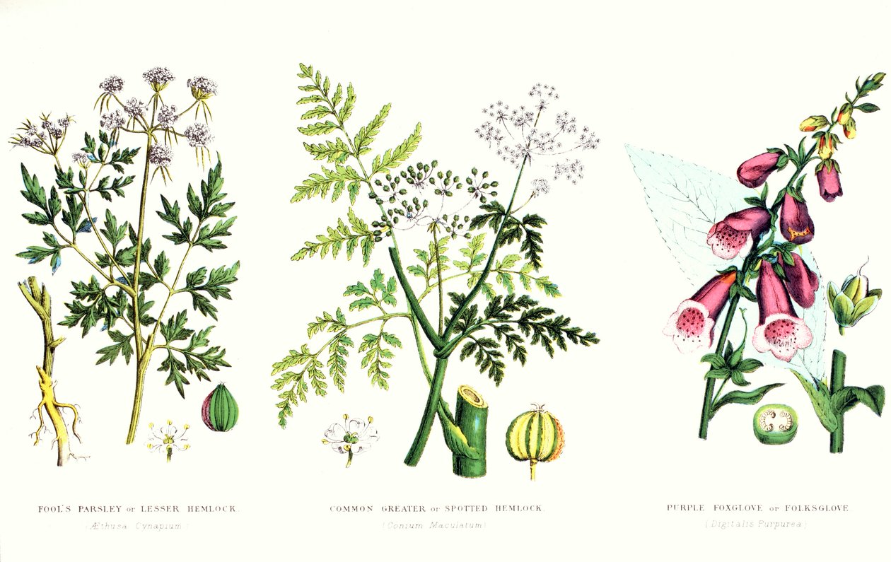 常见的有毒植物，1890年 作者 英语学校