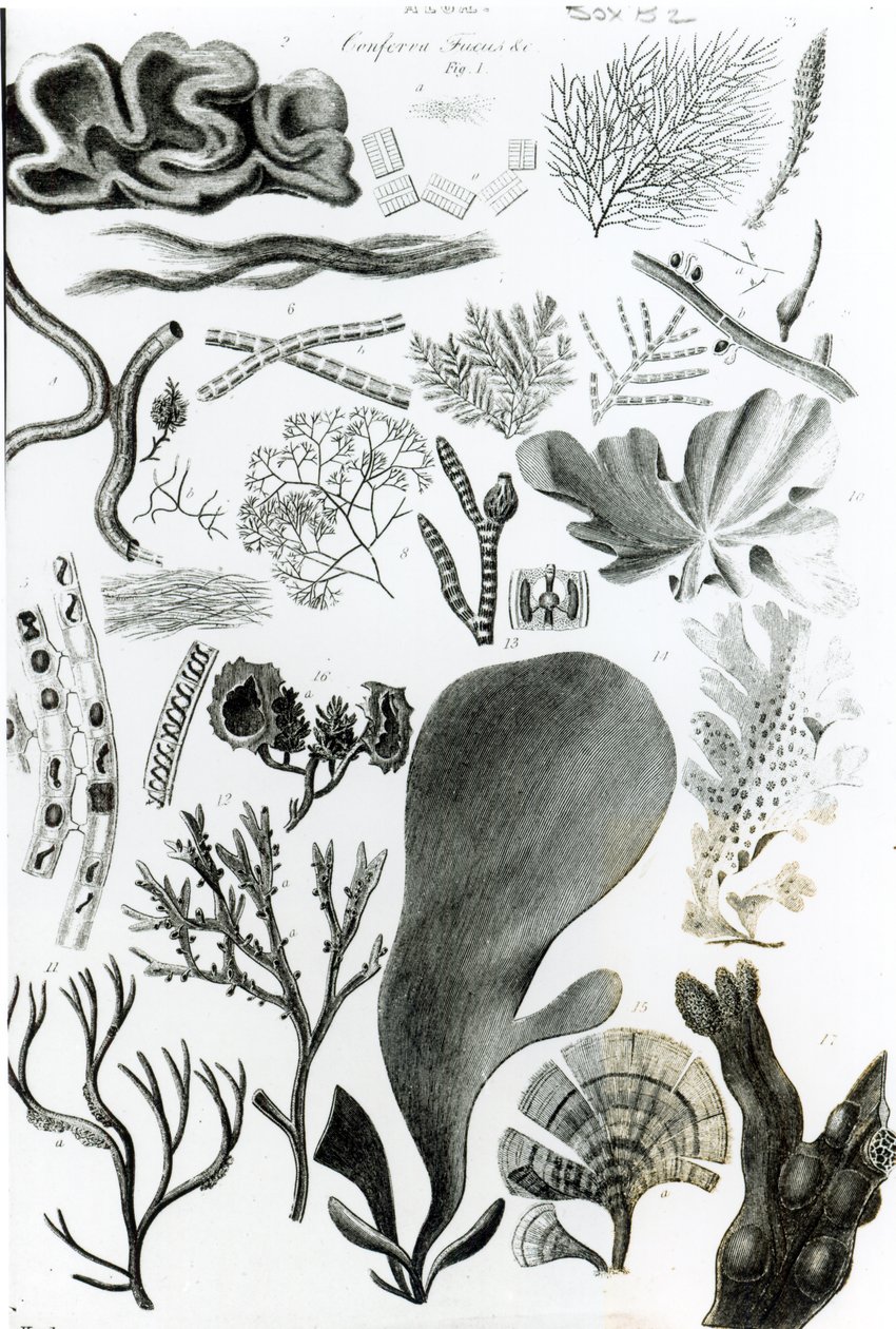Conferra Fucus 作者 英语学校