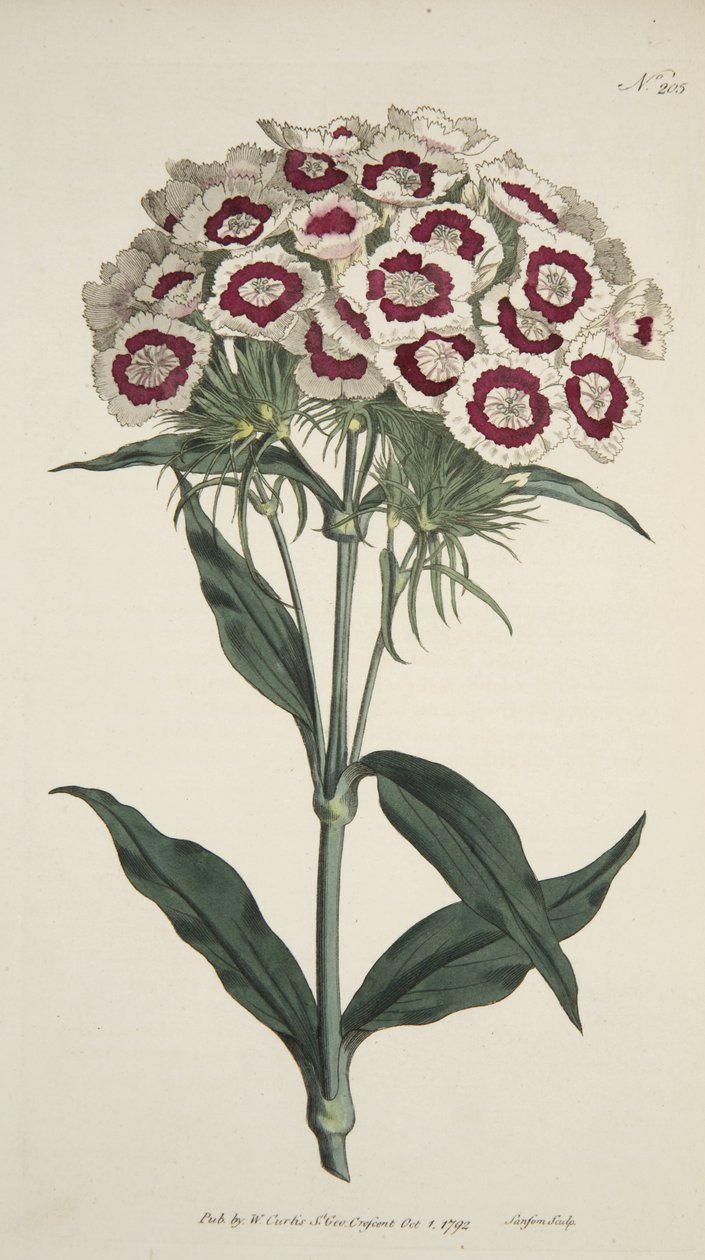 石竹Barbatus（胡子粉红色），来自The Botanical Magzaine或Flower Garden Displayed，pub。 1792年（手工彩色雕刻） 作者 英语学校