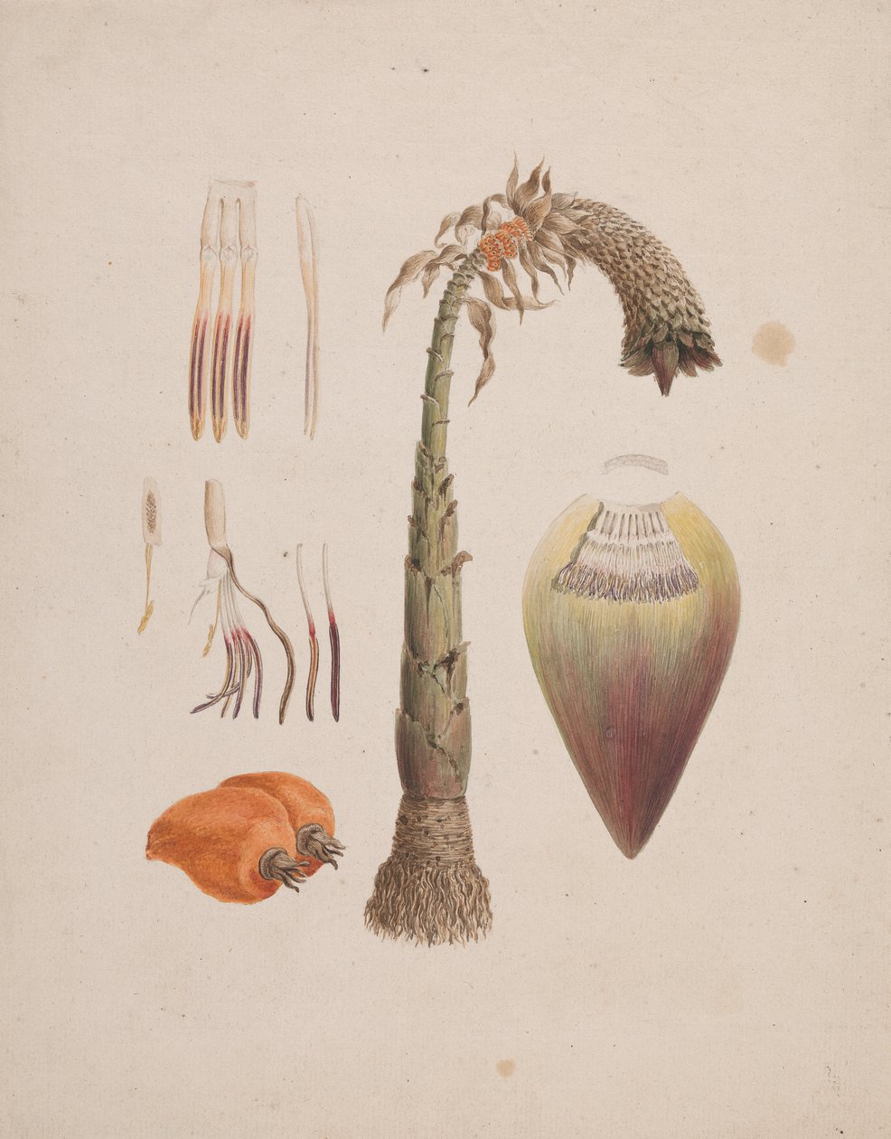 Ventricosum（纸上铅笔wc） 作者 英语学校