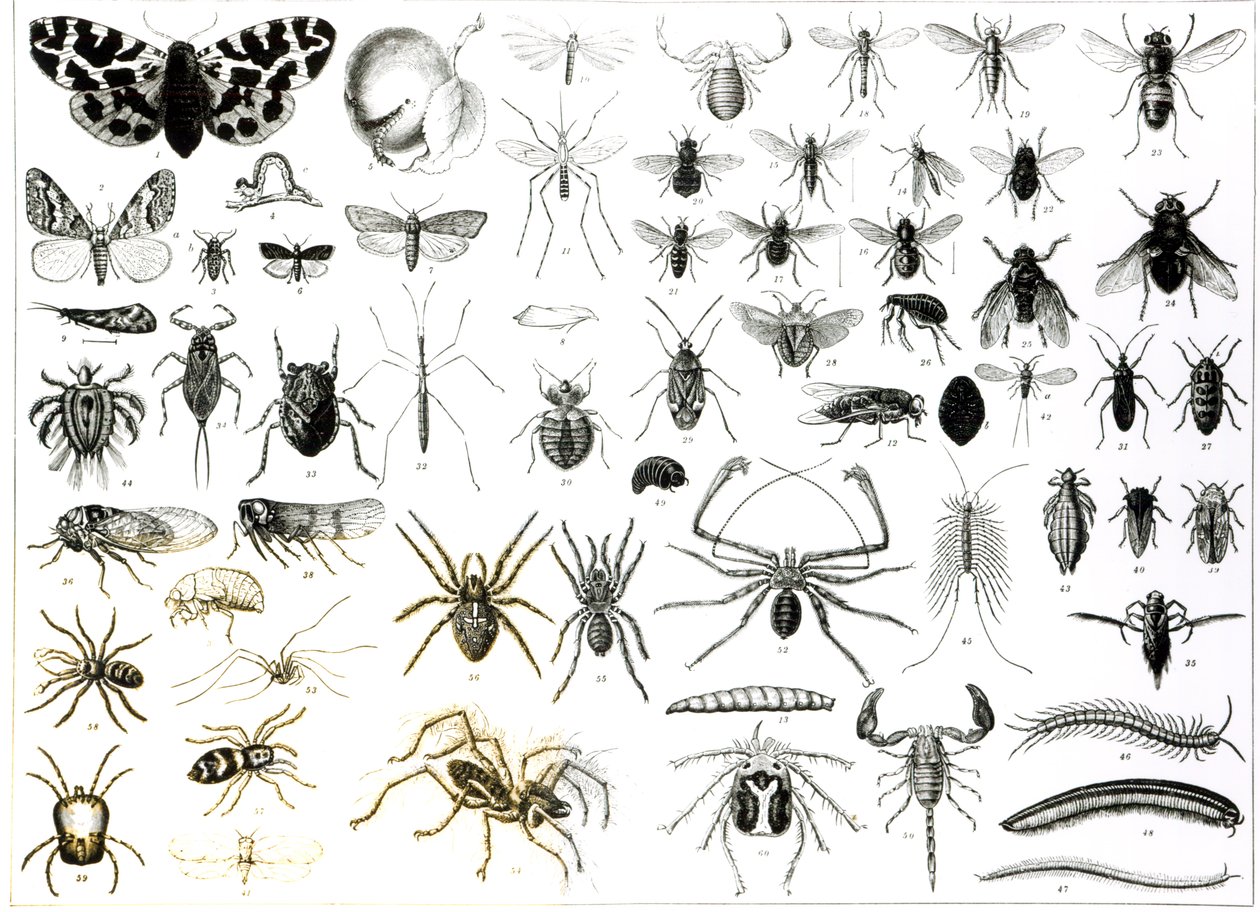 昆虫学，Myriapoda和Arachnida 作者 英语学校