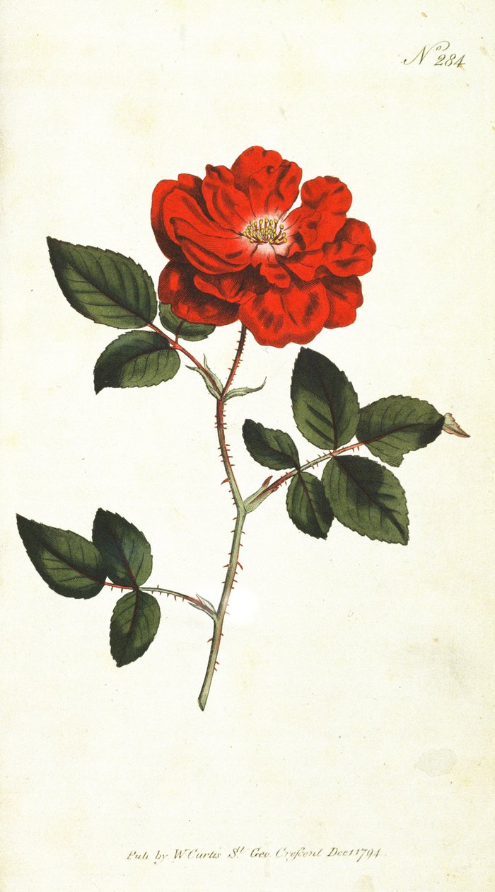 永生花玫瑰（Rosa Semperflorens），来自威廉柯蒂斯植物杂志（或花园展示），酒吧的284号板块。 1794 作者 英语学校