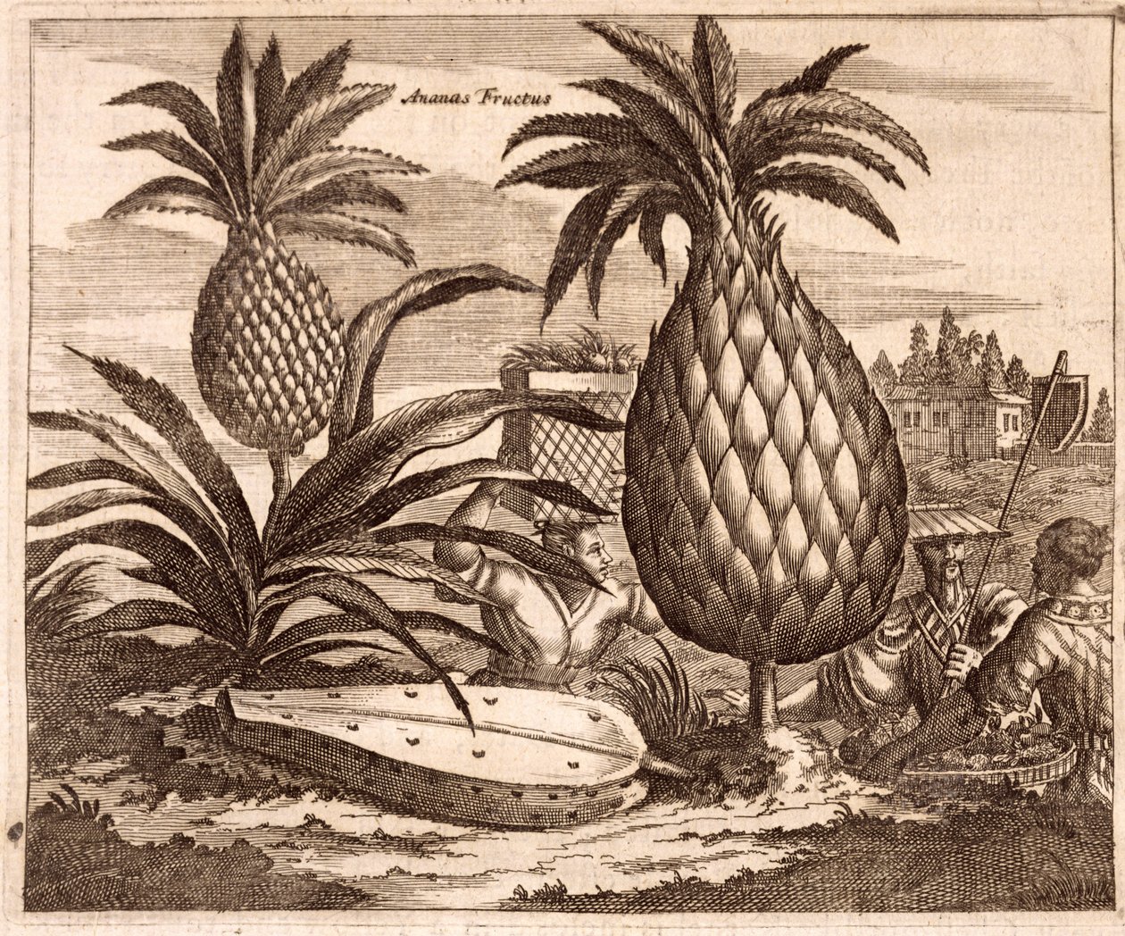 种植大菠萝，从大使馆到中国的描述插图，1690年 作者 英语学校