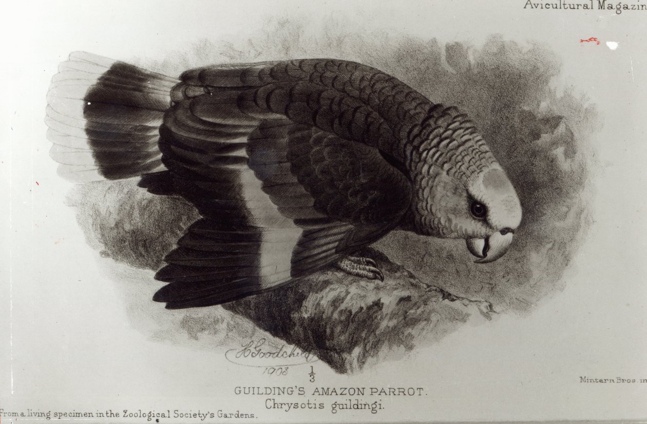Guilding的亚马逊鹦鹉，来自&39;The Avicultural Magazine&39;的插图，1903年 作者 英语学校