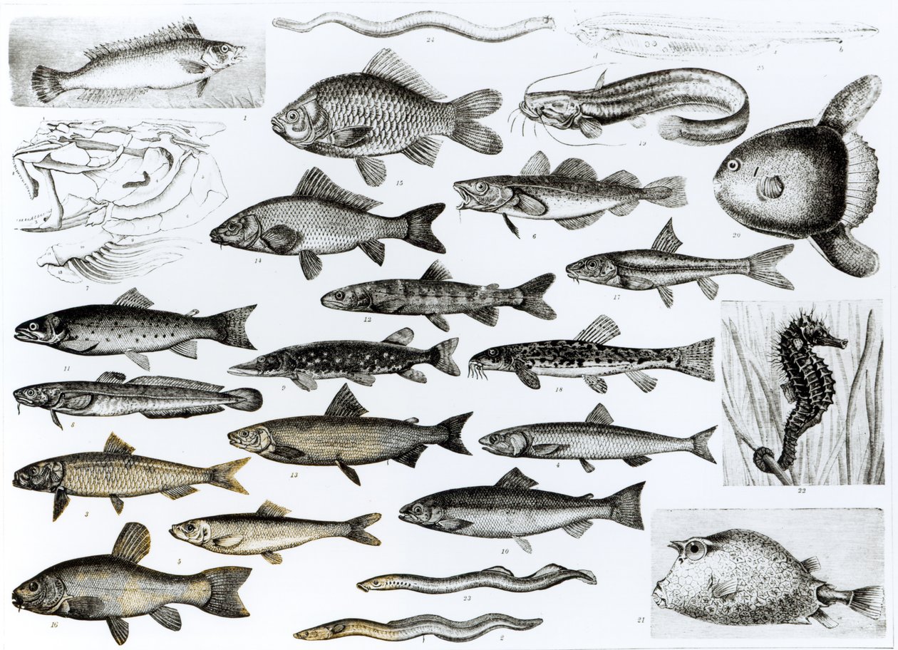 鱼类学，Osseous Fishes，Marisipobranchs 作者 英语学校