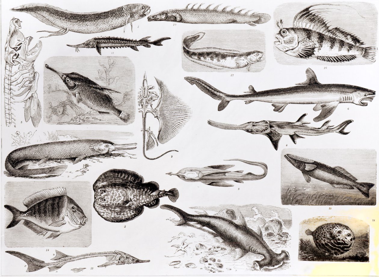 鱼类学 -  Elasmobranch，Ganoid和Osseous Fishes 作者 英语学校