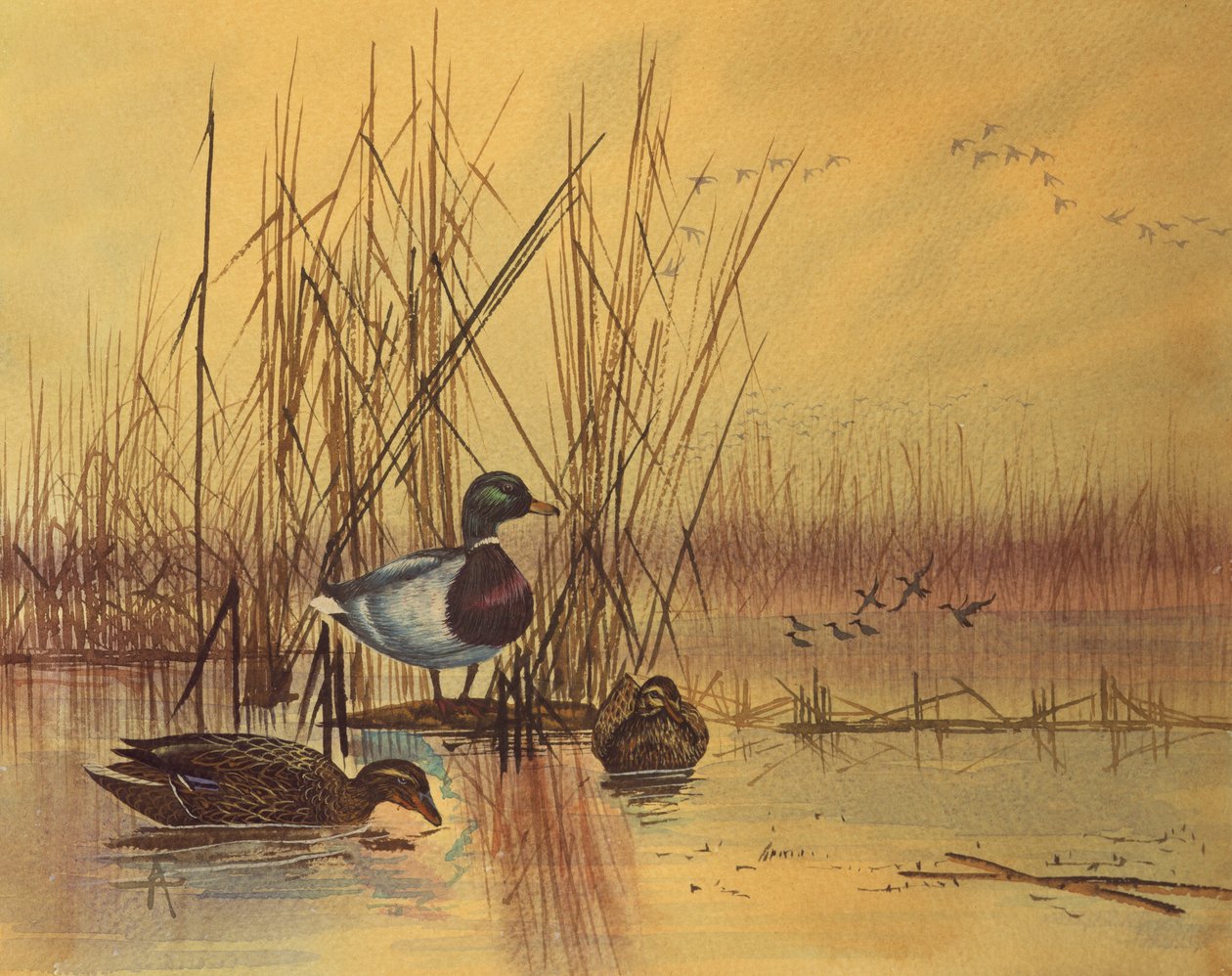 湖中的野鸭，1890年（纸上写着） 作者 英语学校
