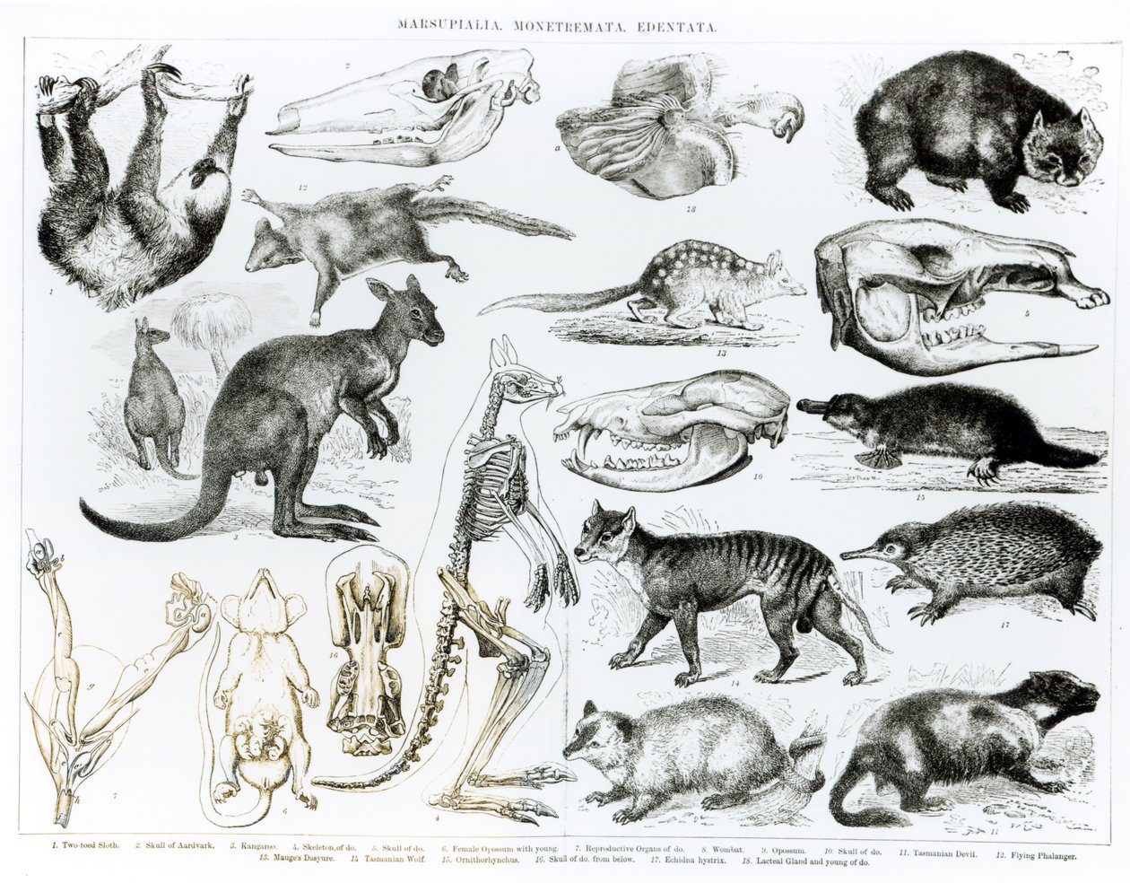 Marsupialia，Monetremata，Edentata 作者 英语学校
